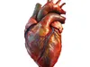 3D model Human Heart Pack 4 VR / AR / low-poly | CGTrader