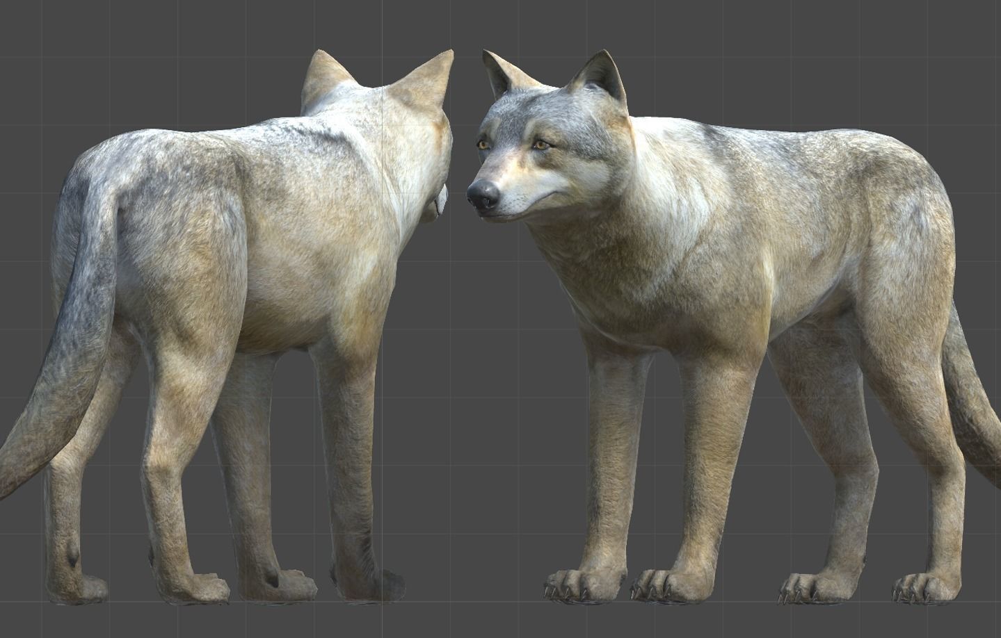 WOLF FAMILY short Low-poly 3D model_7