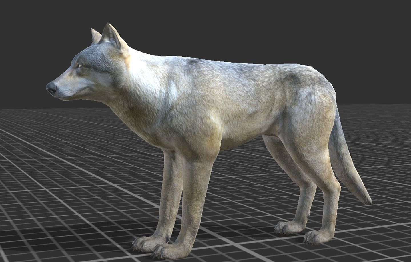 WOLF FAMILY short Low-poly 3D model_4