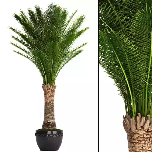 Date palm 1 3D model