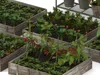Raised Garden Beds Vegetable Plants 3D model rigged | CGTrader