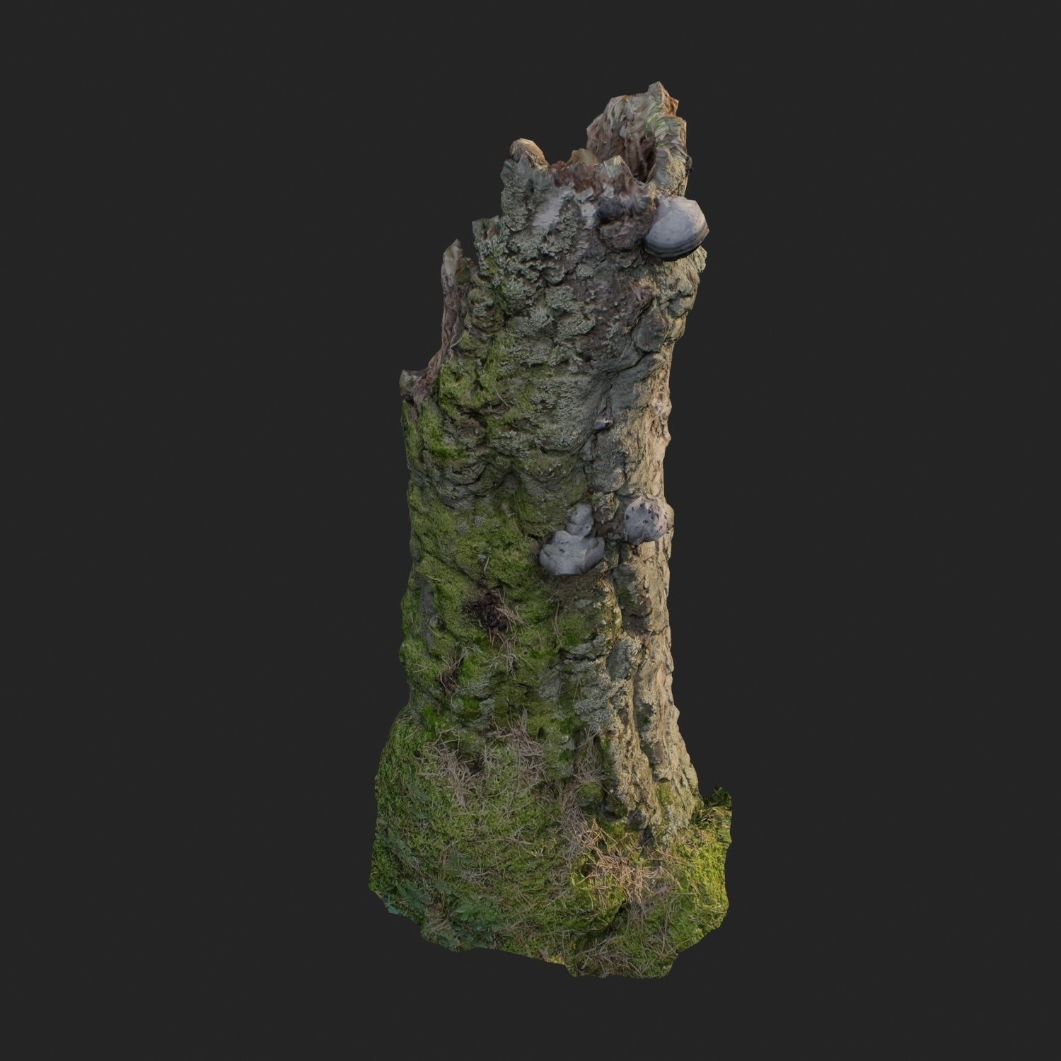 3d scanned nature forest stuff 007 Low-poly 3D model_1