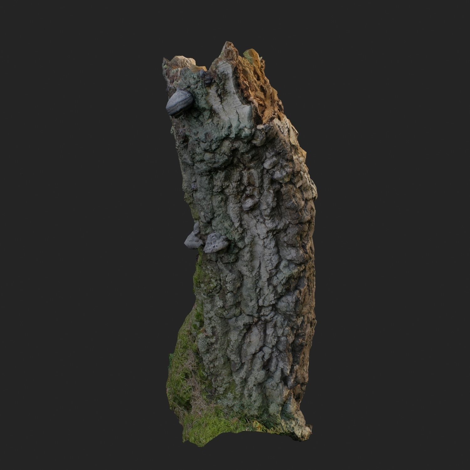 3d scanned nature forest stuff 007 Low-poly 3D model_3