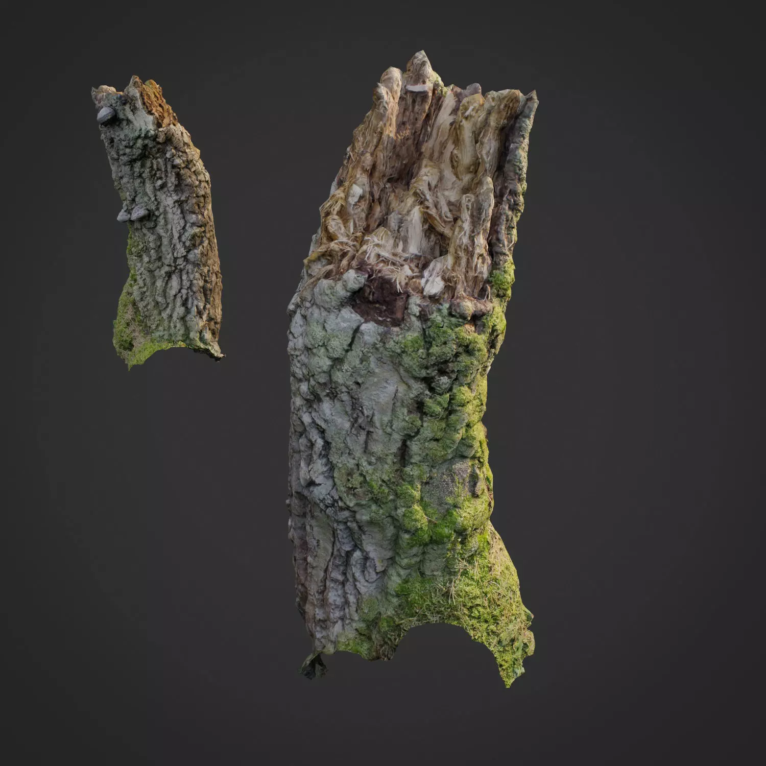 3d scanned nature forest stuff 007 Low-poly 3D model_0