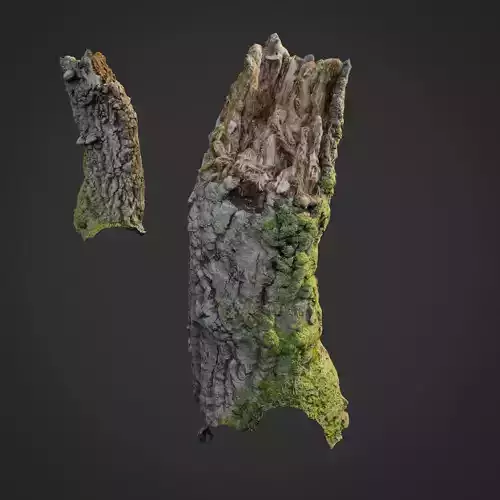 3d scanned nature forest stuff 007