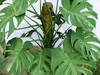 Tropical Indoor Potted Plants 3D Collection 3D model | CGTrader