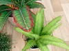 Tropical Indoor Potted Plants 3D Collection 3D model | CGTrader