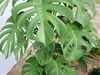 Tropical Indoor Potted Plants 3D Collection 3D model | CGTrader