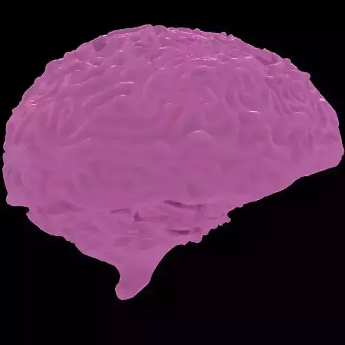 Brain