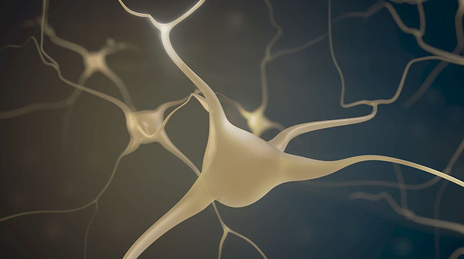 Brain Neurons  3D model