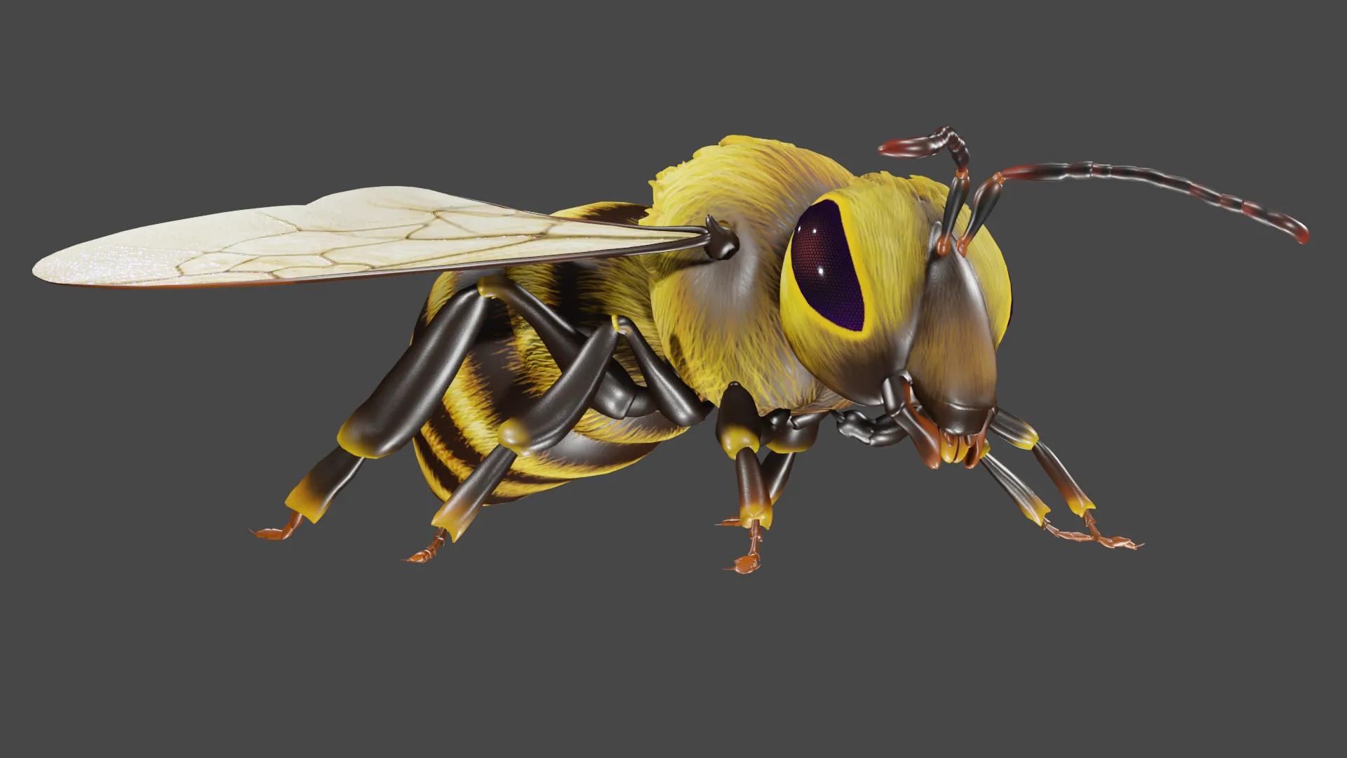 Flying bee Animated 3D model animated rigged | CGTrader