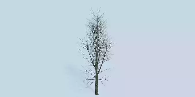 Lowpoly 3Dmodel tree VR AR game 3LOD number29 Low-poly 3D model