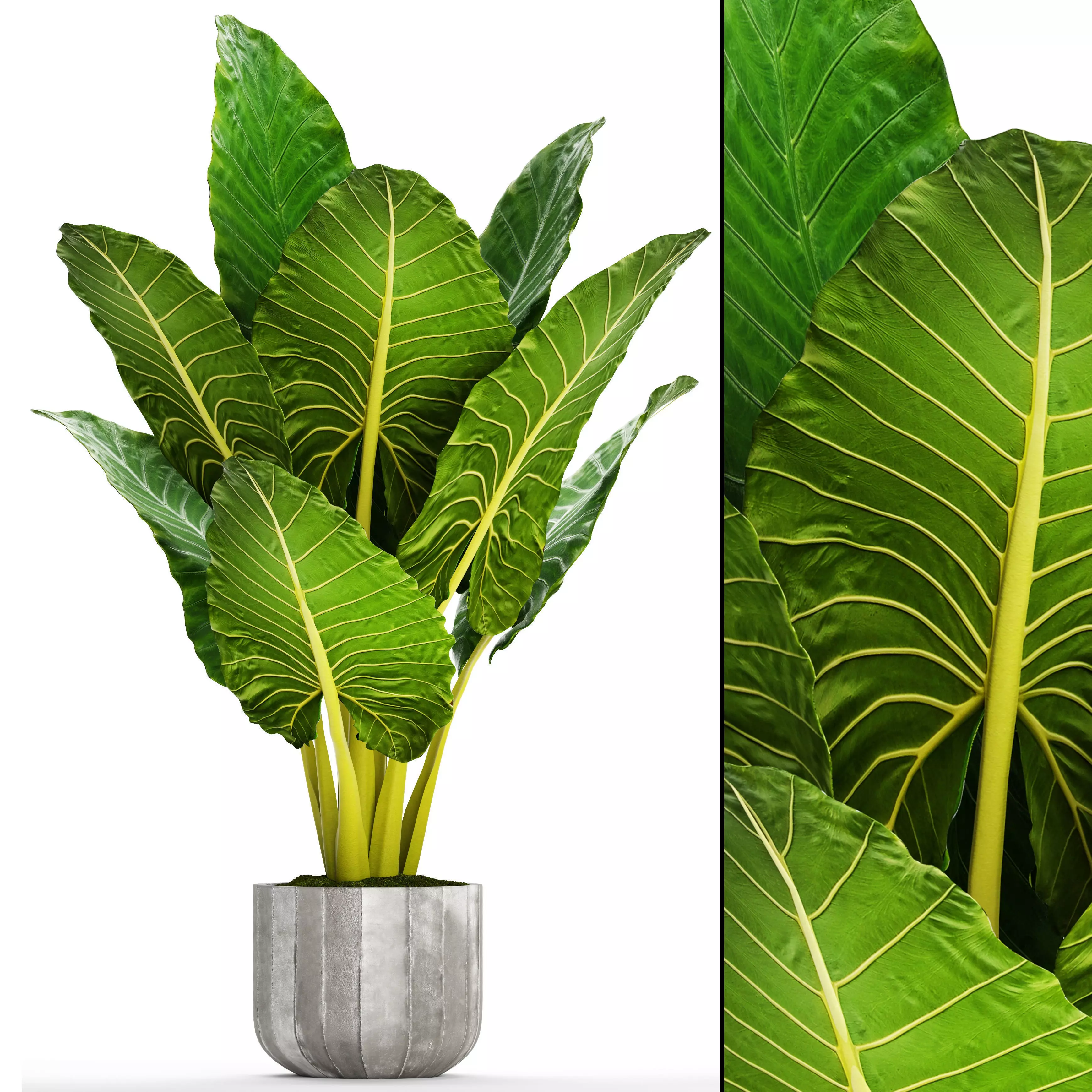 Alocasia macrorrhiza 12 3D model_0