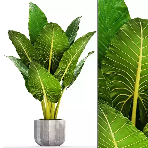 Alocasia macrorrhiza 12 3D model