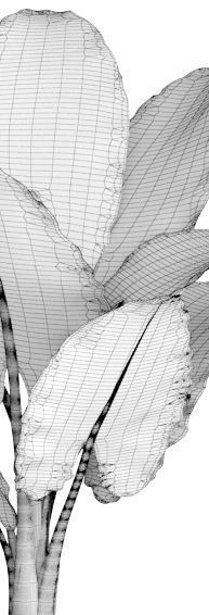 Alocasia macrorrhiza 12 3D model_5