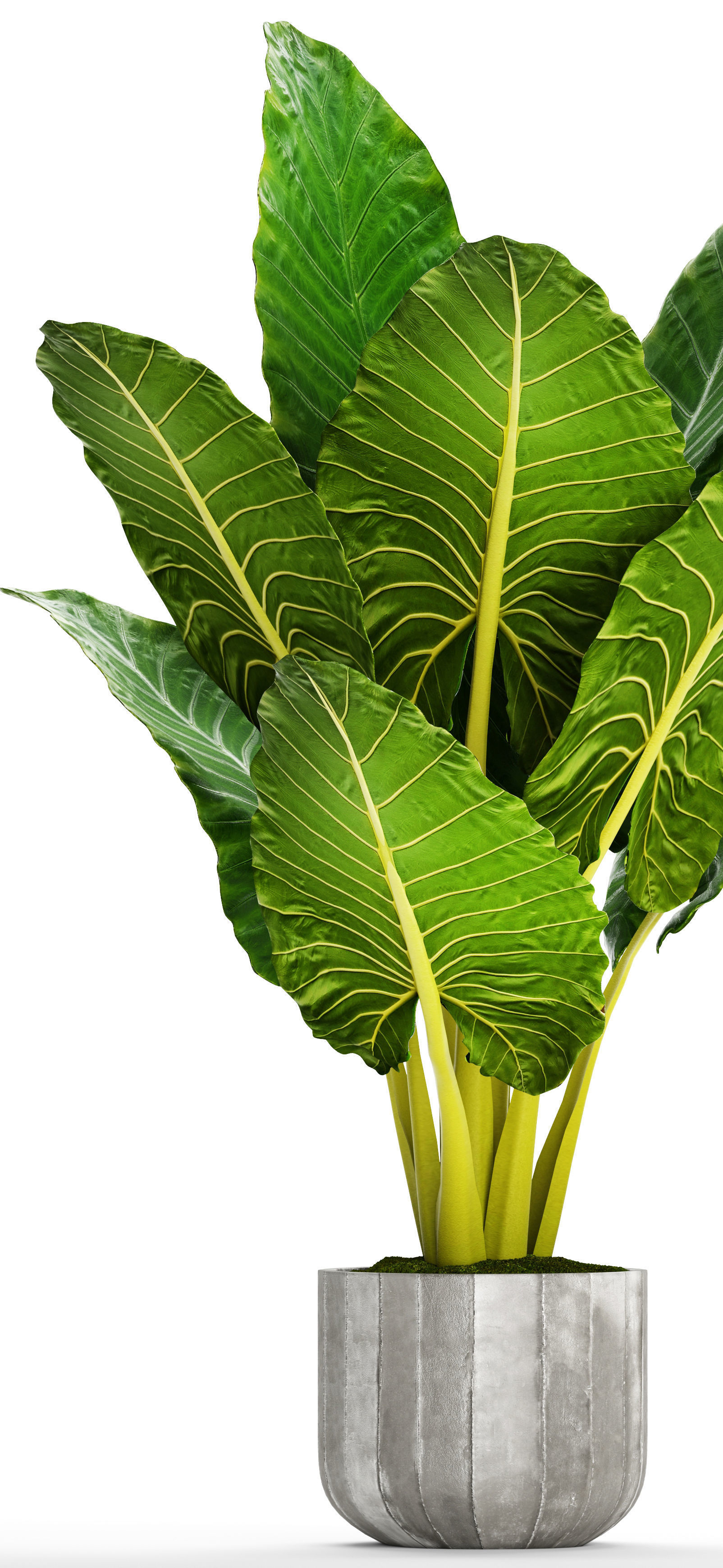 Alocasia macrorrhiza 12 3D model_4