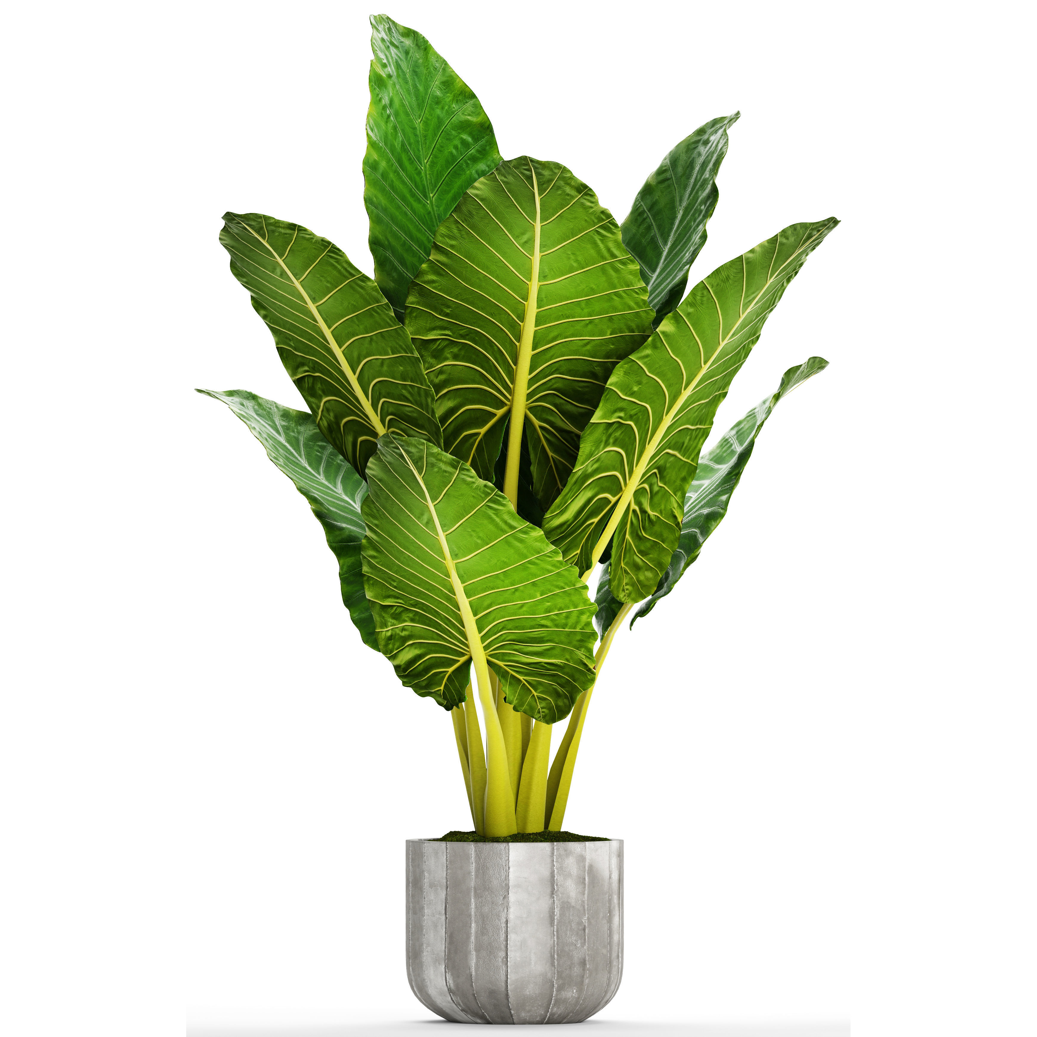 Alocasia macrorrhiza 12 3D model_3