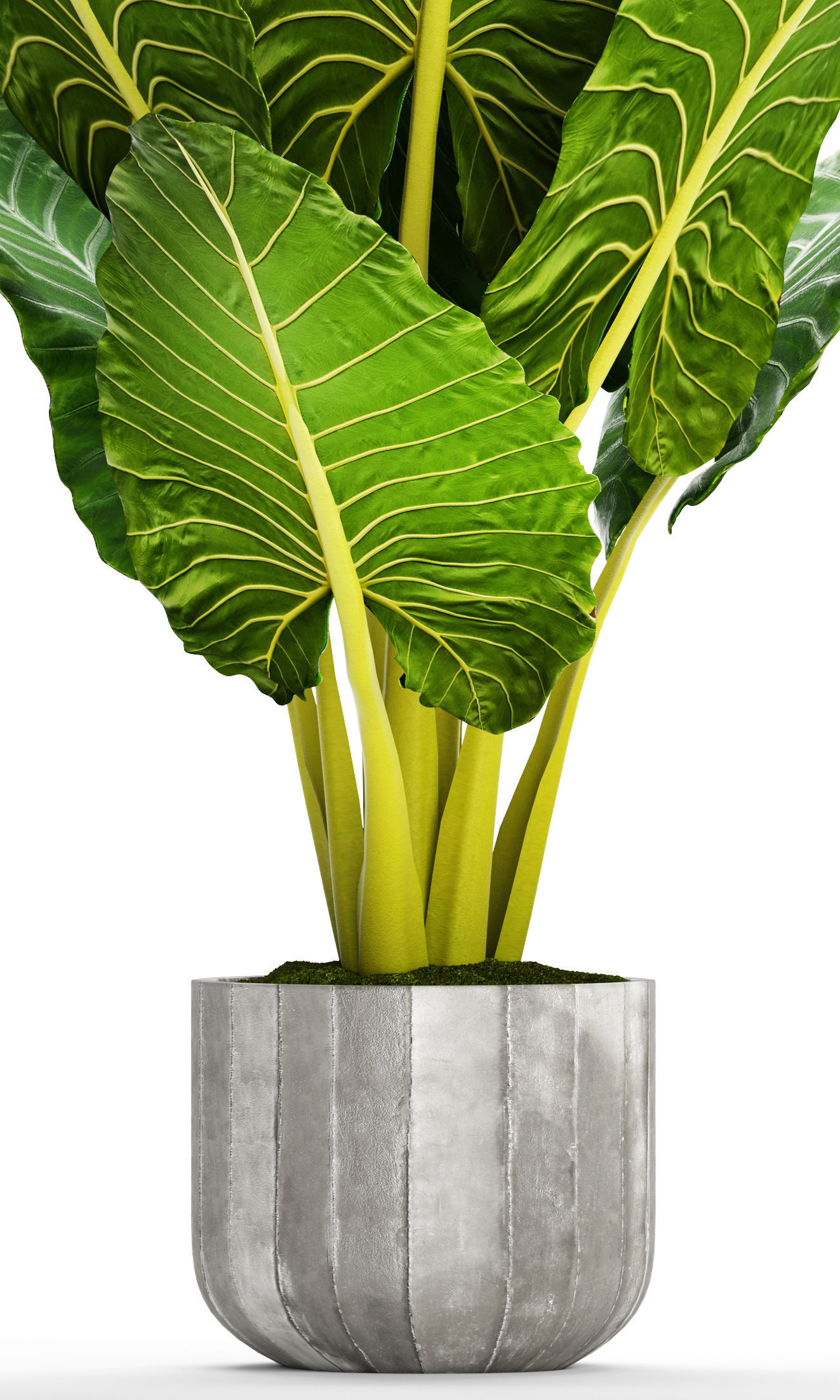 Alocasia macrorrhiza 12 3D model_2