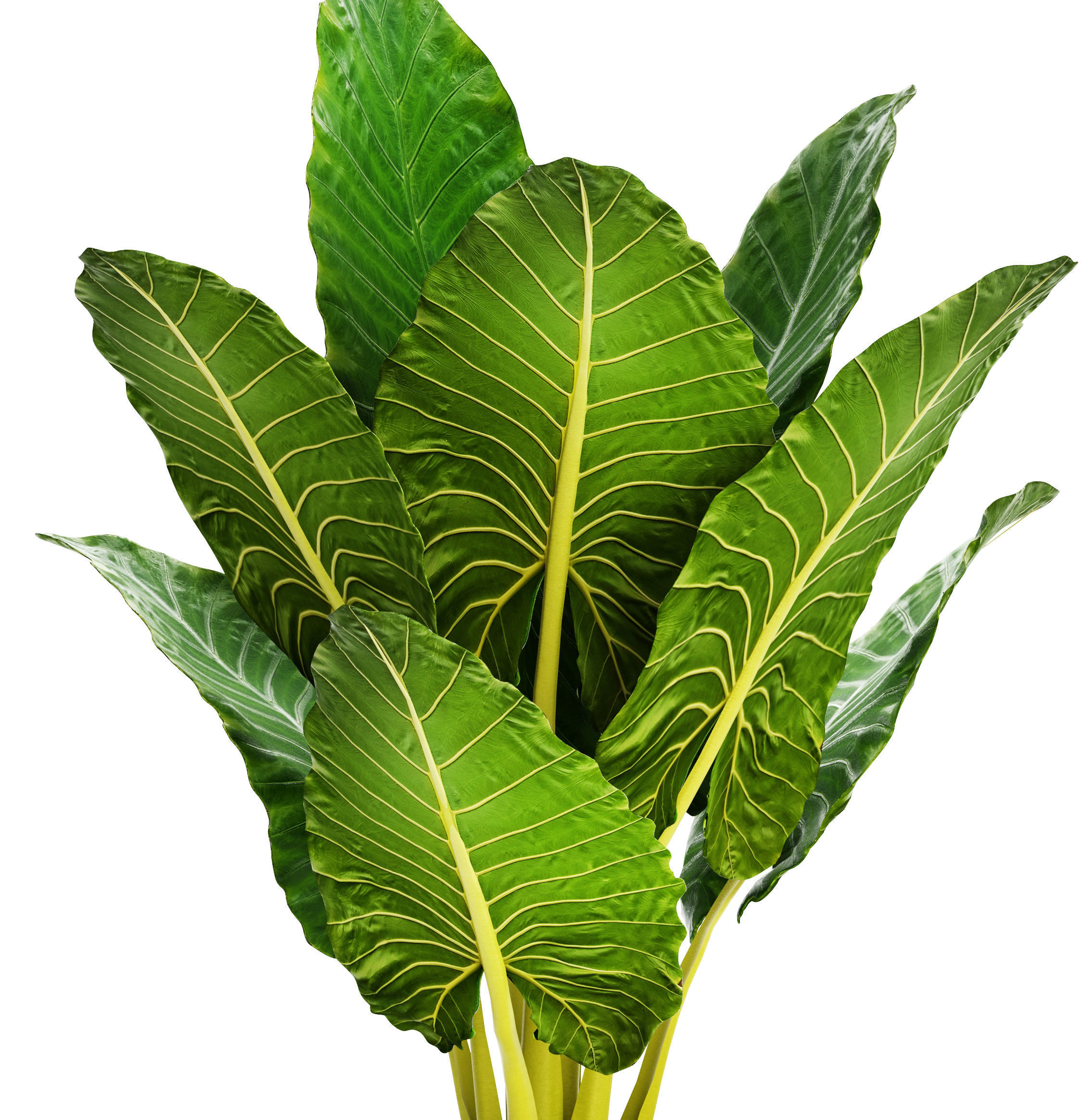 Alocasia macrorrhiza 12 3D model_1
