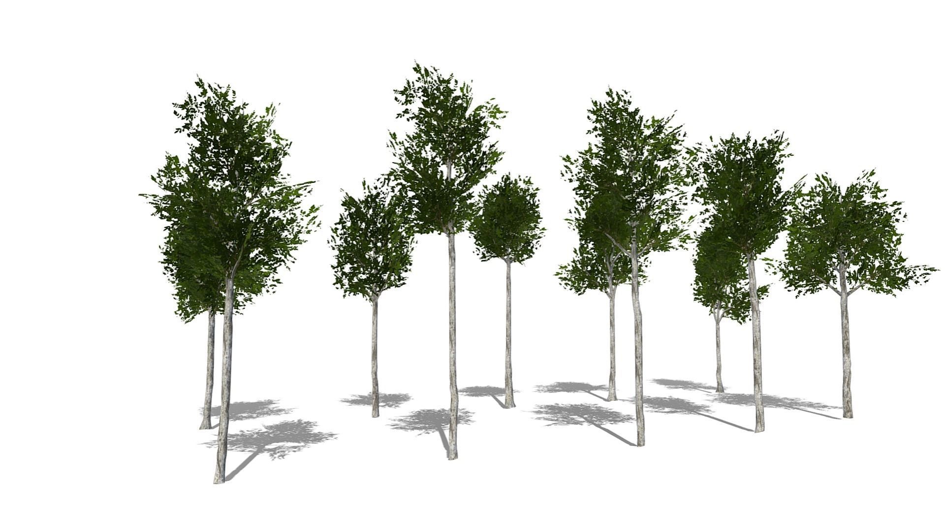 Collection of 10 Silver Birch Trees Low-poly 3D model_6