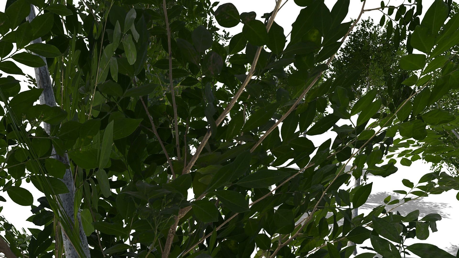 Collection of 10 Silver Birch Trees Low-poly 3D model_14