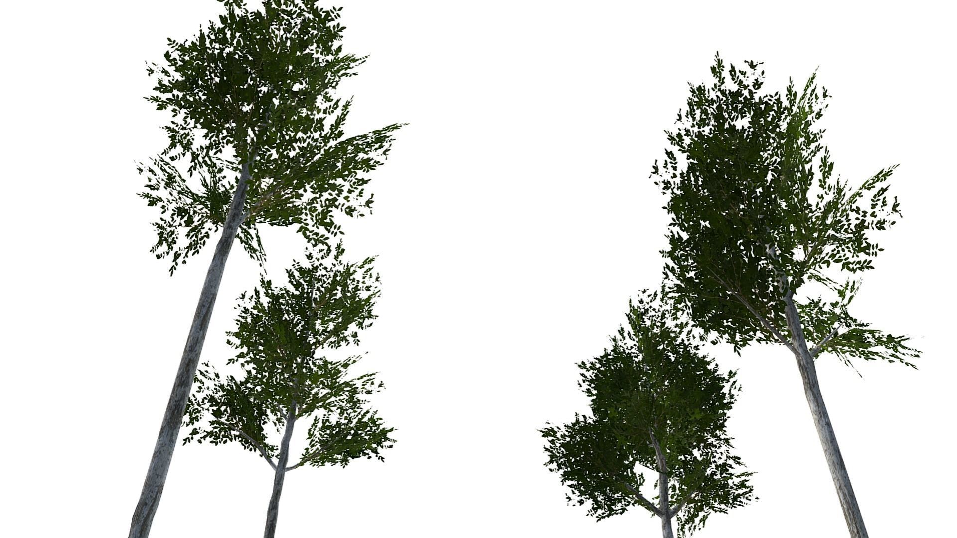 Collection of 10 Silver Birch Trees Low-poly 3D model_11