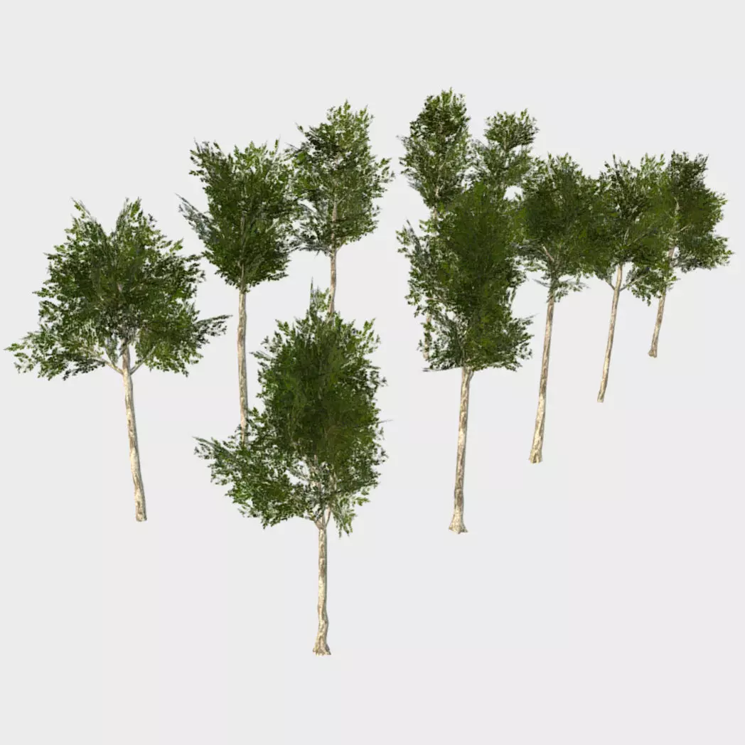 Collection of 10 Silver Birch Trees Low-poly 3D model_0