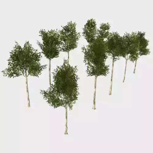 Collection of 10 Silver Birch Trees