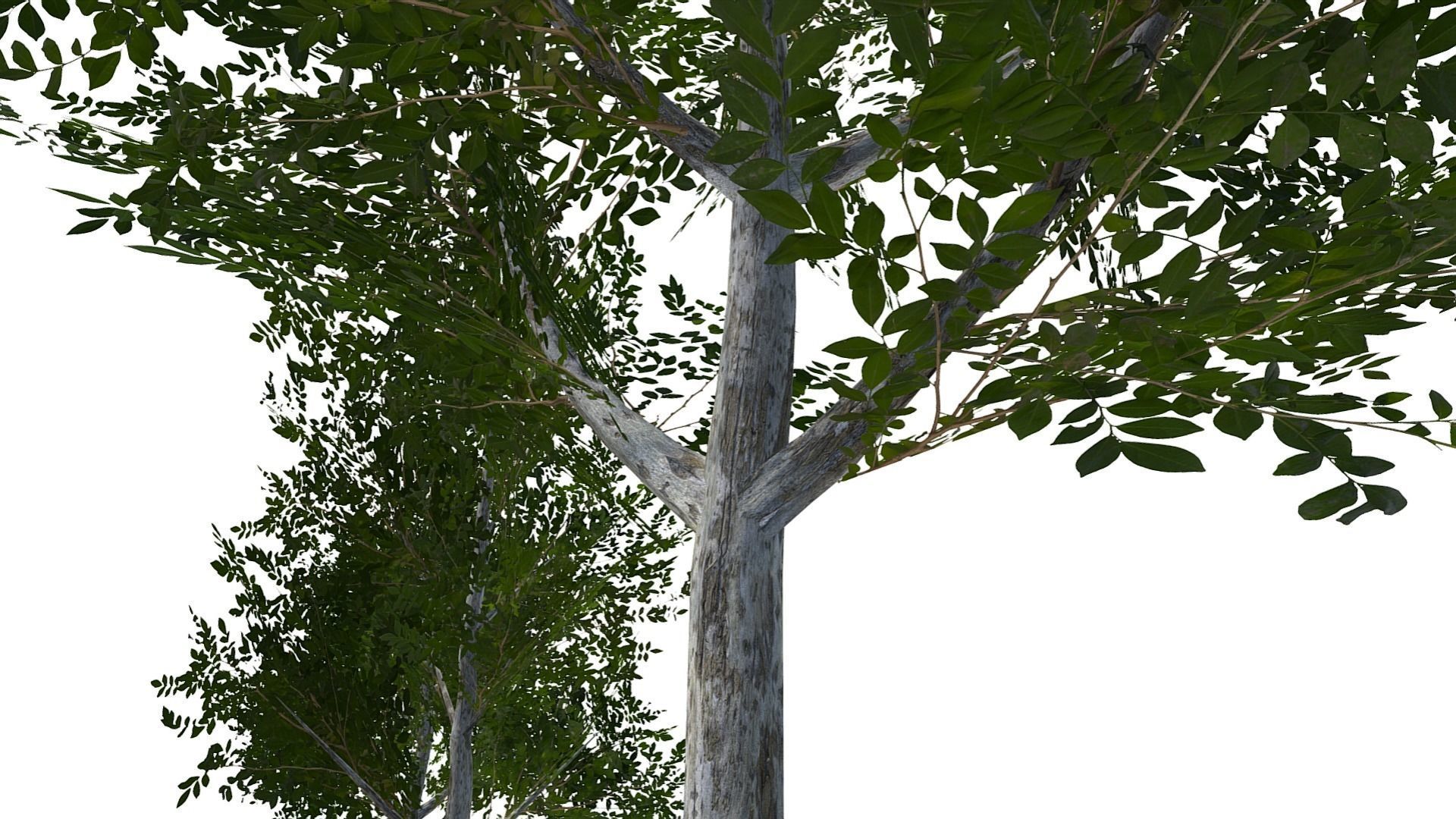 Collection of 10 Silver Birch Trees Low-poly 3D model_5