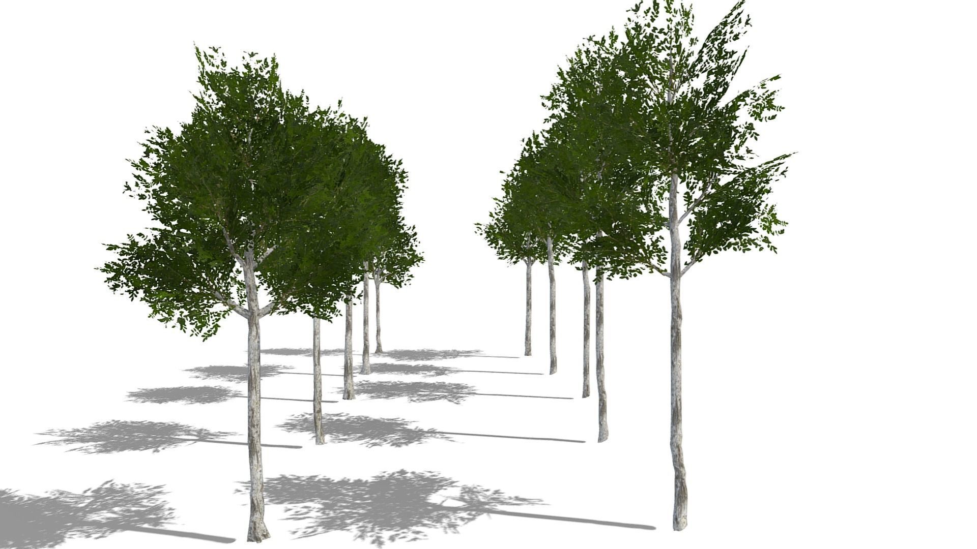 Collection of 10 Silver Birch Trees Low-poly 3D model_13
