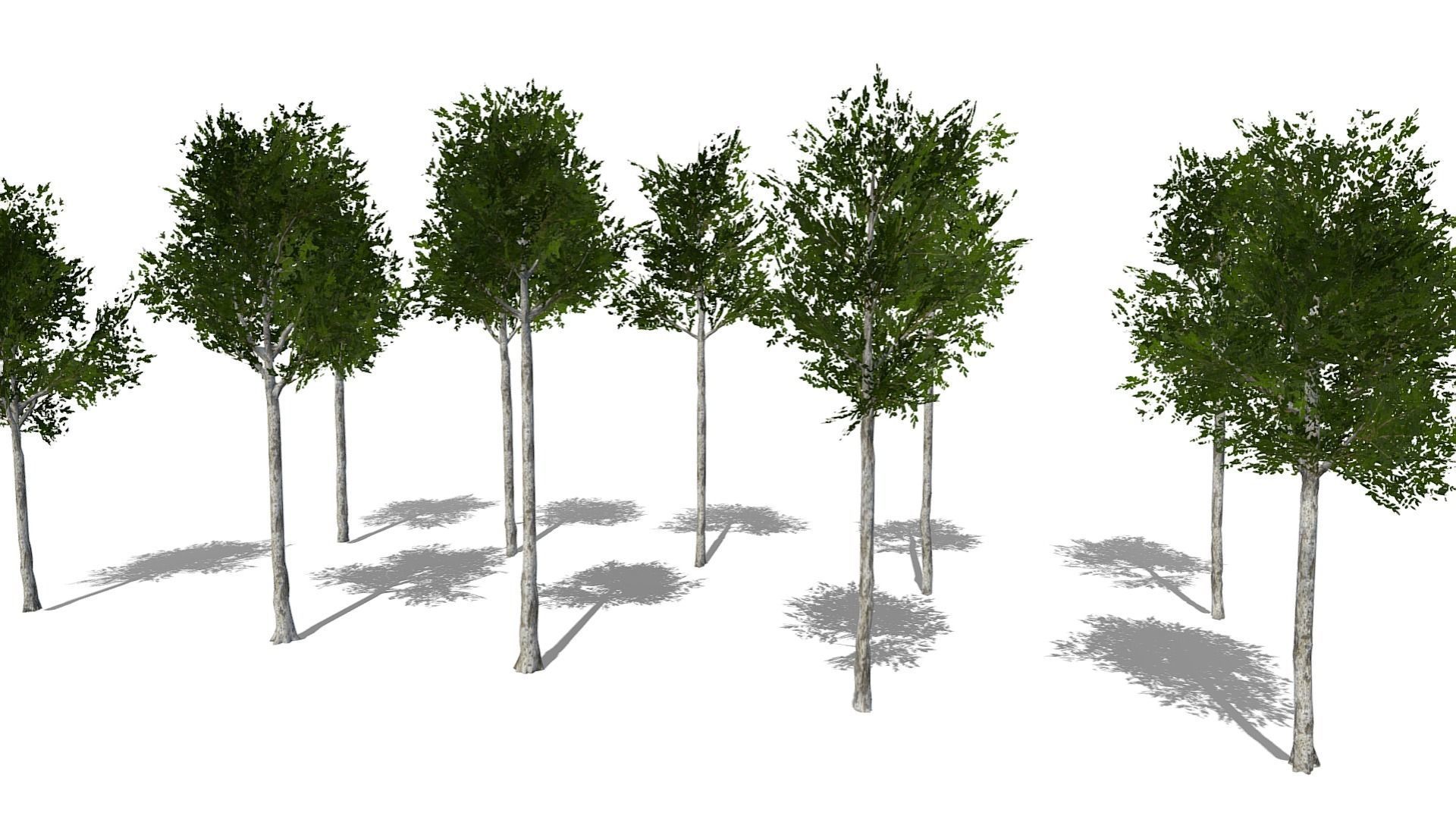 Collection of 10 Silver Birch Trees Low-poly 3D model_21