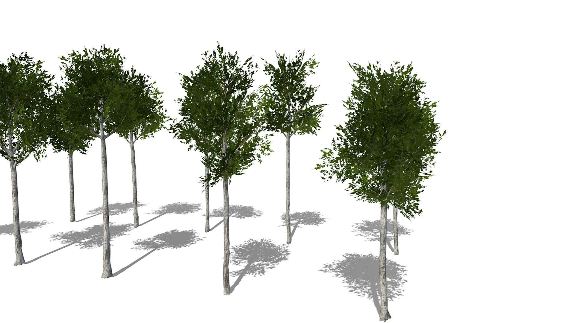 Collection of 10 Silver Birch Trees Low-poly 3D model_22
