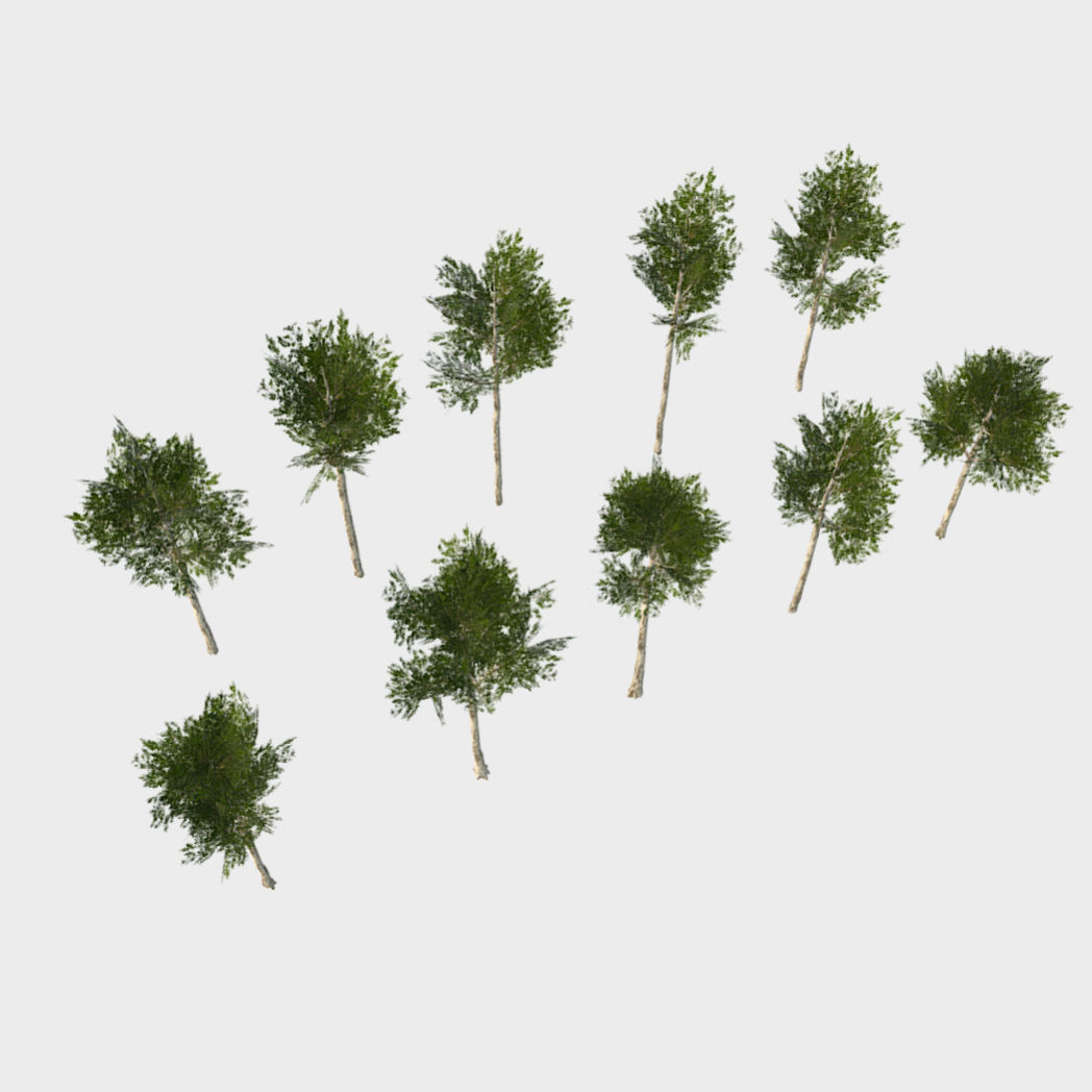 Collection of 10 Silver Birch Trees Low-poly 3D model_2