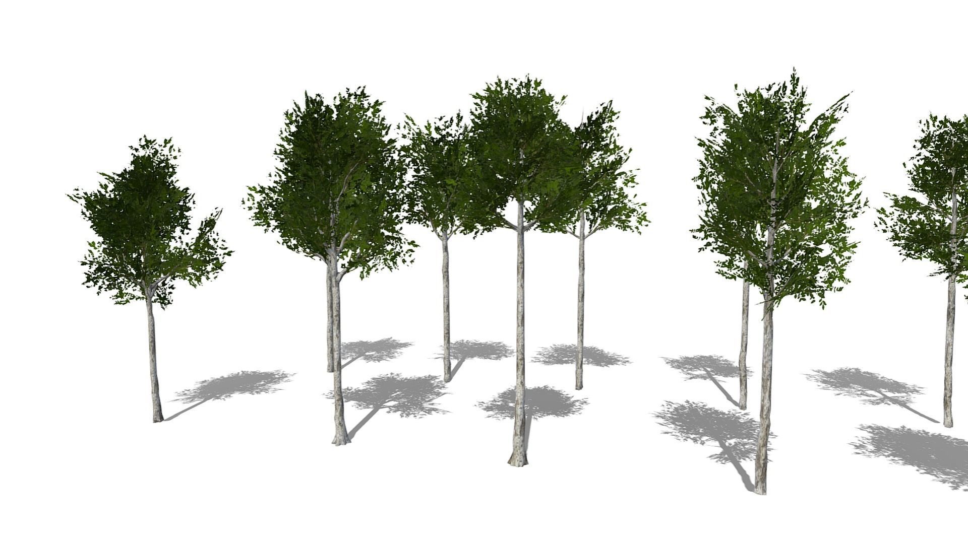 Collection of 10 Silver Birch Trees Low-poly 3D model_20