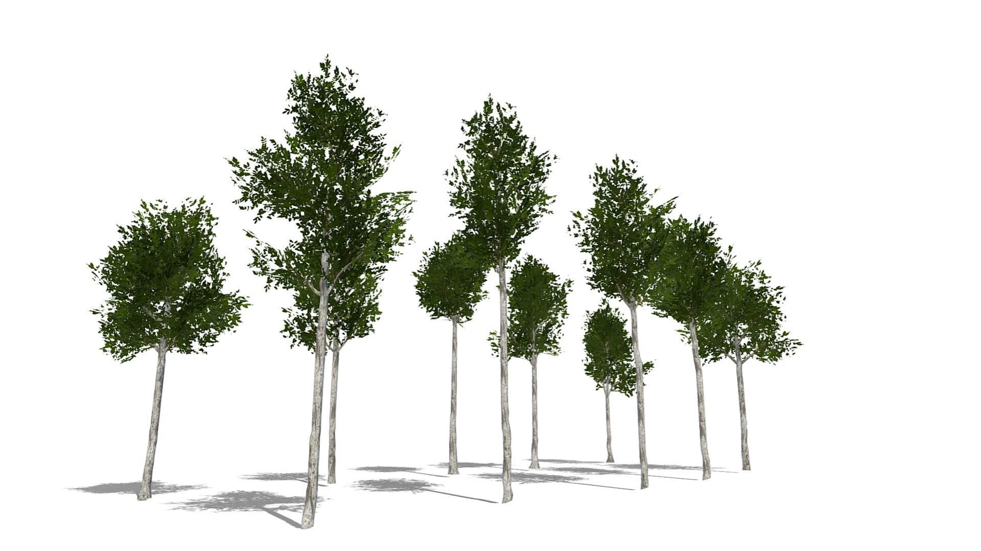 Collection of 10 Silver Birch Trees Low-poly 3D model_23