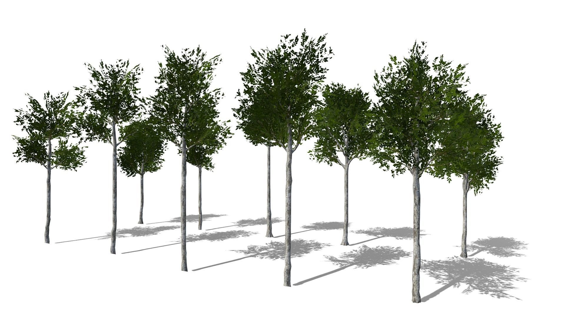 Collection of 10 Silver Birch Trees Low-poly 3D model_8