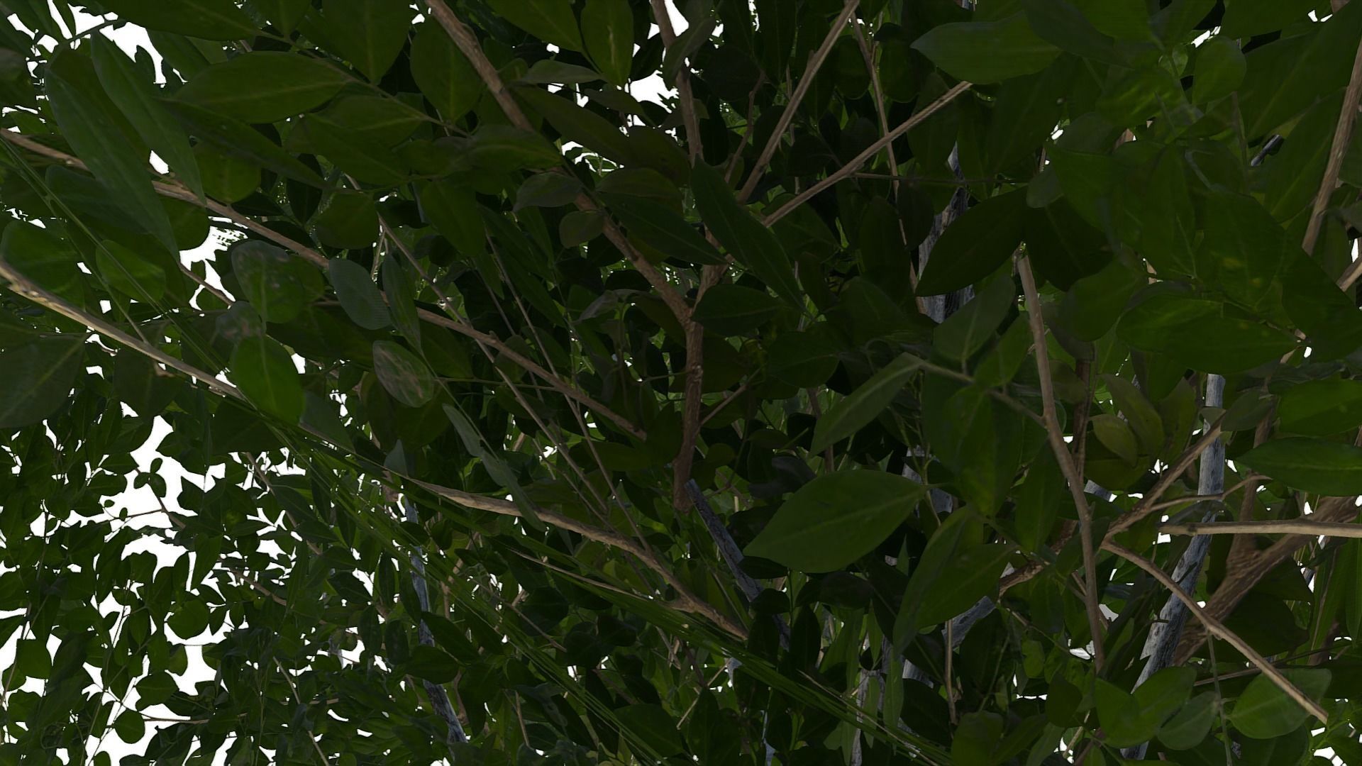 Collection of 10 Silver Birch Trees Low-poly 3D model_15