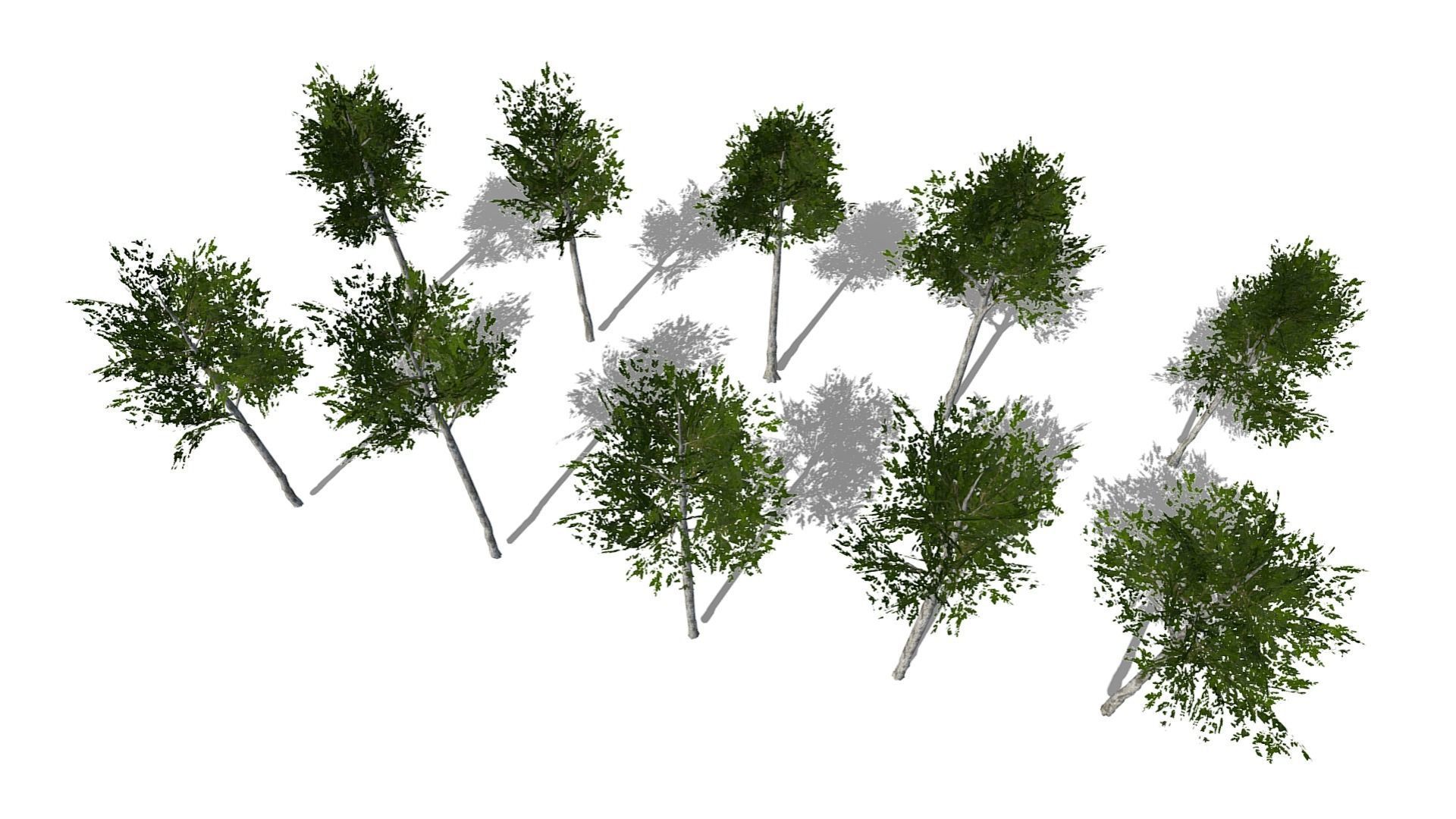 Collection of 10 Silver Birch Trees Low-poly 3D model_9