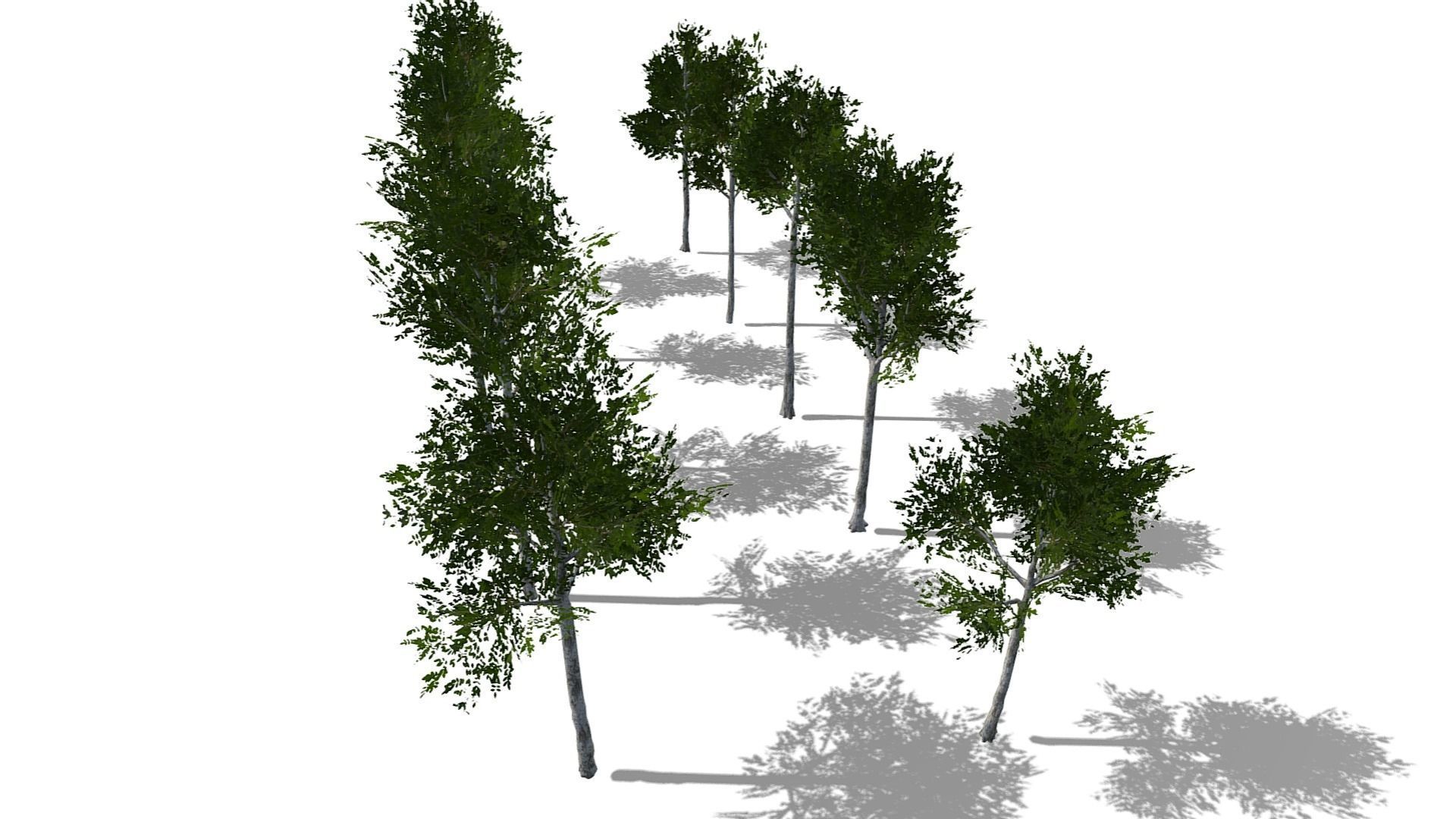 Collection of 10 Silver Birch Trees Low-poly 3D model_10