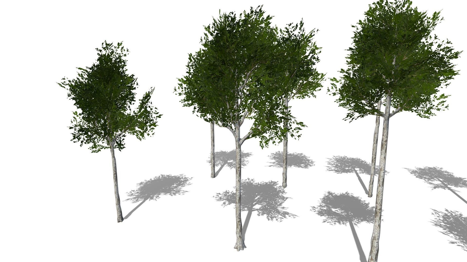 Collection of 10 Silver Birch Trees Low-poly 3D model_19
