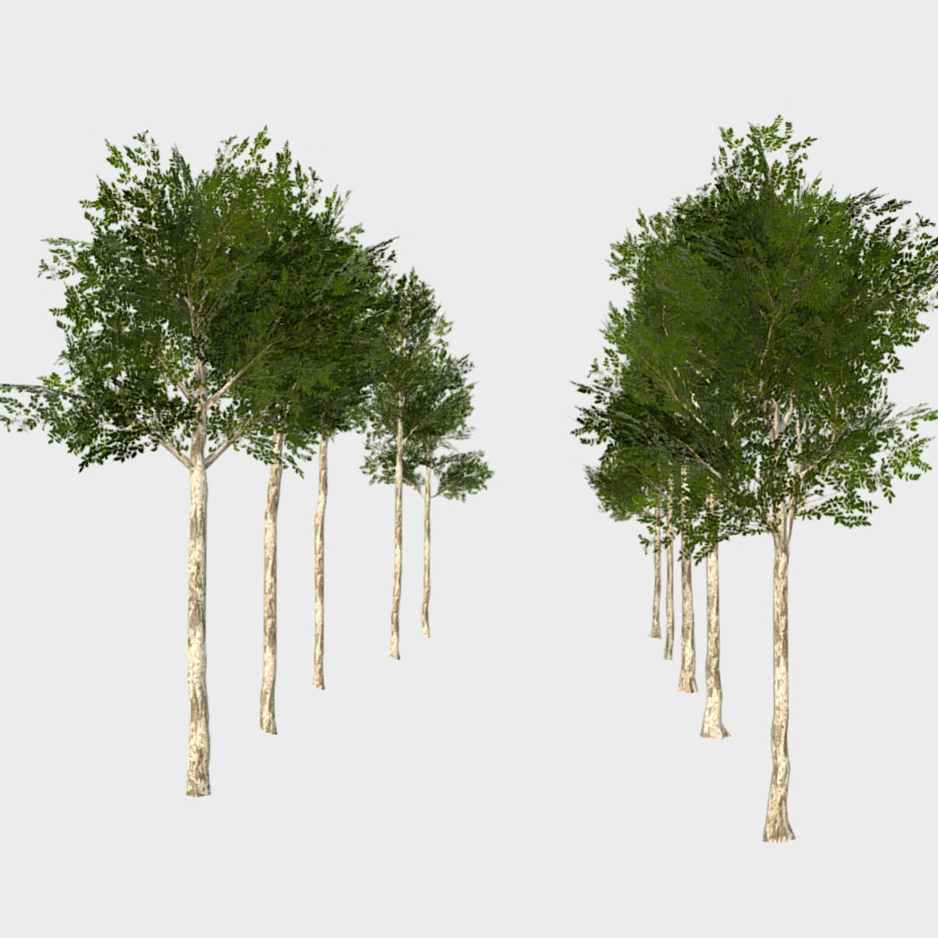 Collection of 10 Silver Birch Trees Low-poly 3D model_1
