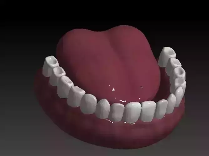 Gums and Teeth
