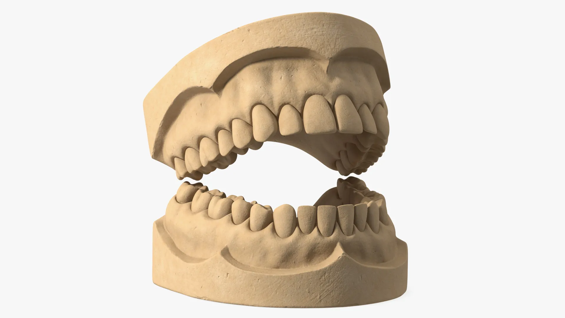 Tooth Scructure Human Teeth Anatomy Educational Replica 3D model | CGTrader