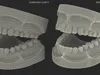 Human Teeth Anatomy Educational Replica 3D model | CGTrader