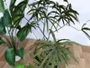 Tropical Indoor Potted Plants 3D Models Collection 3D model | CGTrader