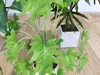 Tropical Indoor Potted Plants 3D Models Collection 3D model | CGTrader