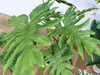 Tropical Indoor Potted Plants 3D Models Collection 3D model | CGTrader