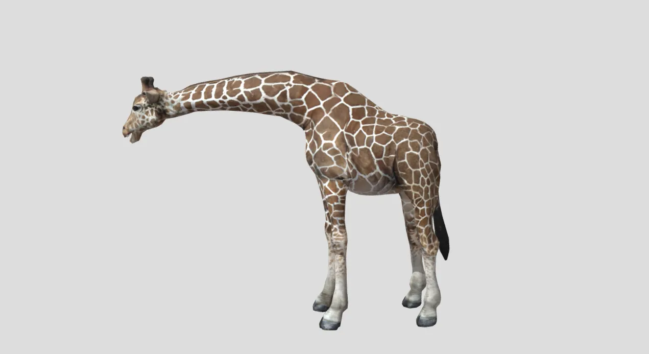 3D model Realistic Giraffe 3D Model High-Quality Wildlife Animal VR ...