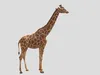 3D model Realistic Giraffe 3D Model High-Quality Wildlife Animal VR ...