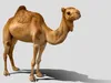 3D model Realistic Camel 3D Model VR / AR / low-poly | CGTrader
